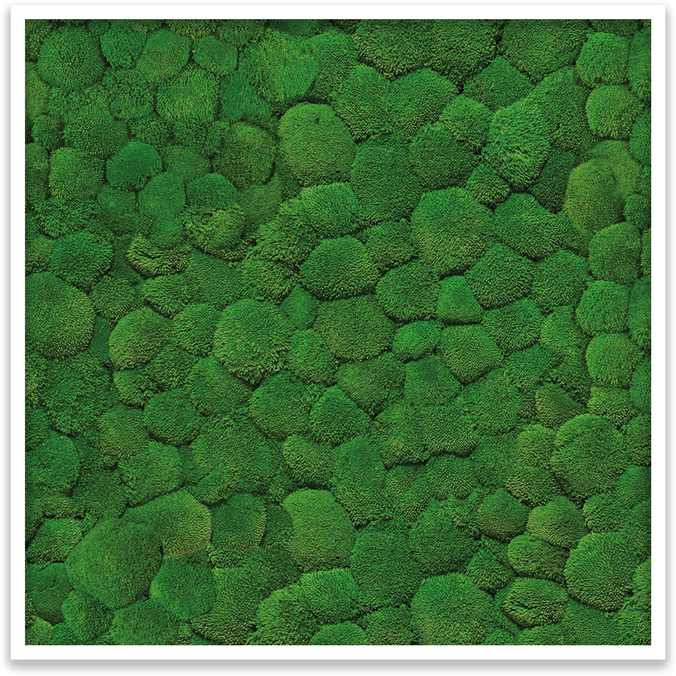 Ballenmoosbild 100x50cm