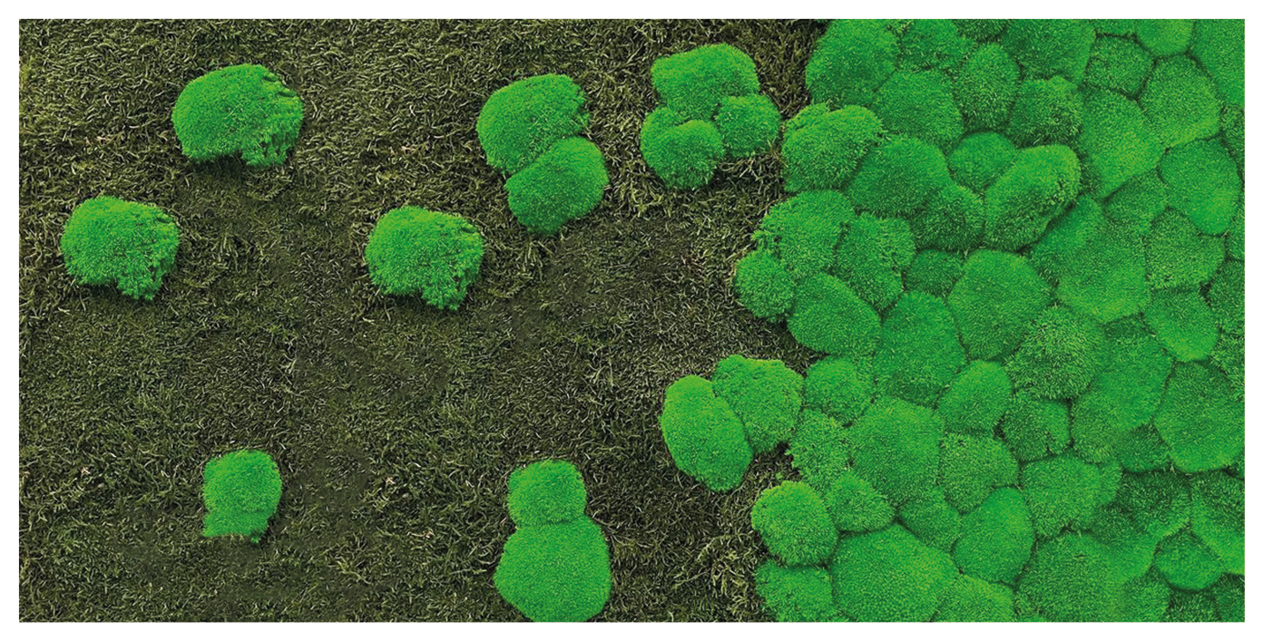 Moosfusion 120 x 60 cm