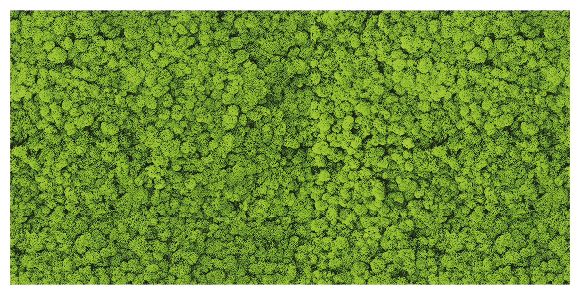 Islandmoos 100x50 cm