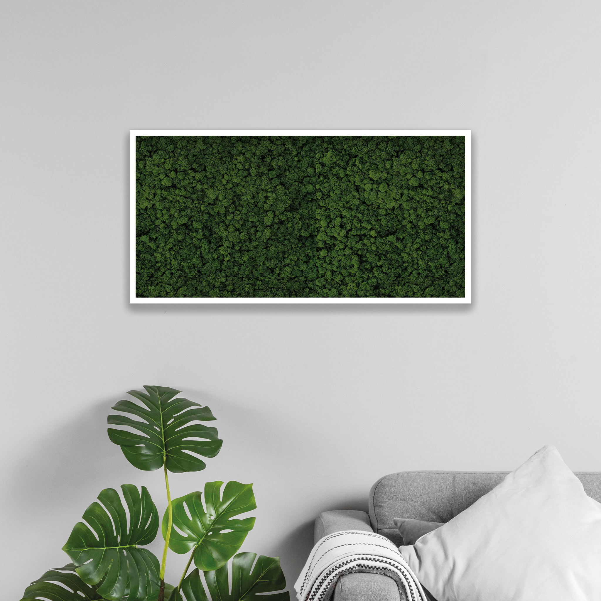 Islandmoos 100x50 cm