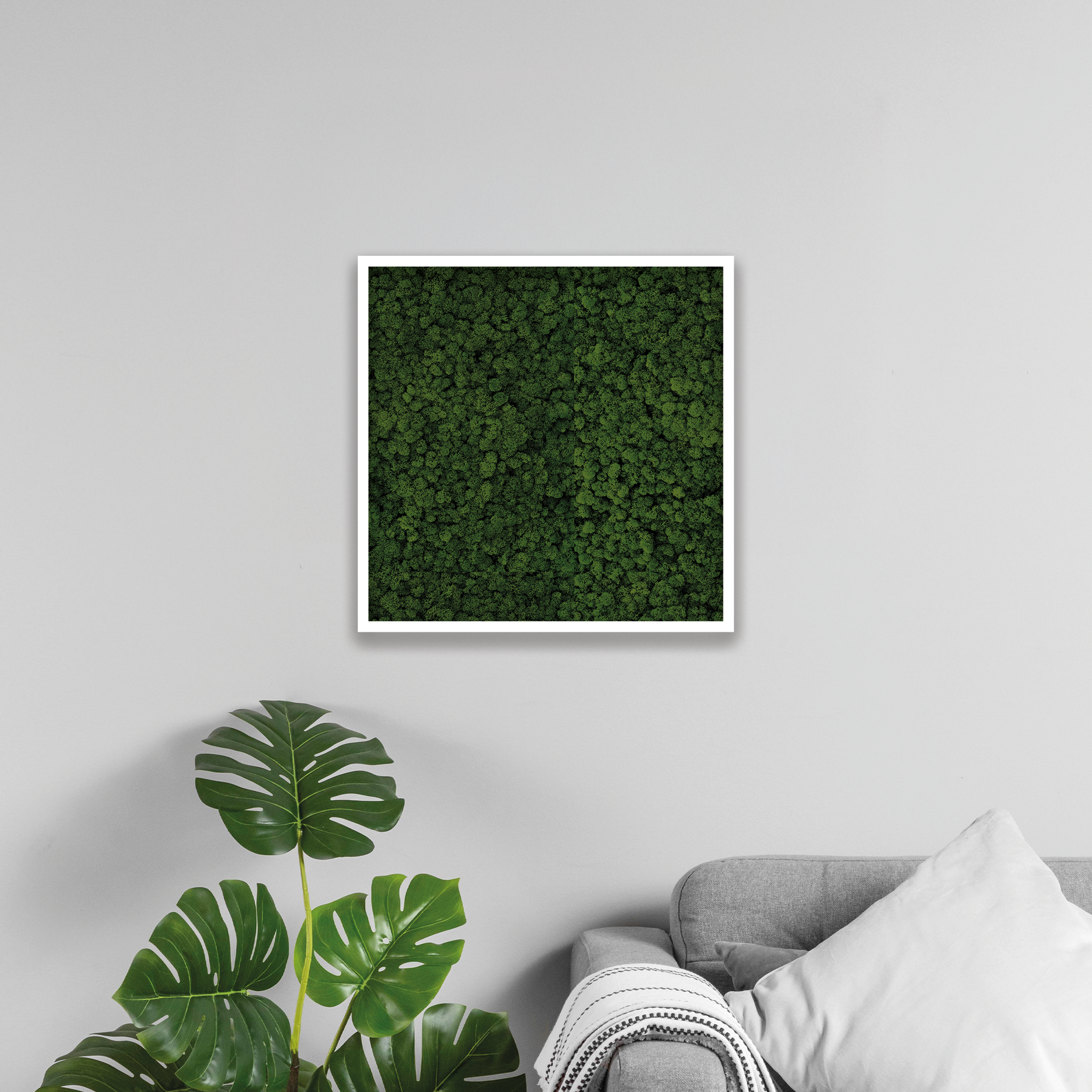 Islandmoos 60x60 cm